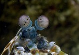 Сцена из фильма BBC. Большой Барьерный риф с Дэвидом Аттенборо / Great Barrier Reef with David Attenborough (2015) BBC. Большой Барьерный риф с Дэвидом Аттенборо сцена 8