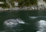 Сцена из фильма Дикие дельфины / Wild Dolphins (2017) Дикие дельфины сцена 2
