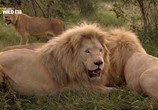 Сцена из фильма Львиный смотритель / The Lion Ranger (2010) Львиный смотритель сцена 3