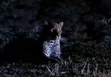 ТВ BBC: Наедине с природой: Ночь Леопарда / Night of the Leopard (2004) - cцена 5
