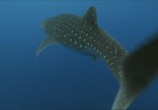 Сцена из фильма BBC: Китовая акула / BBC: Whale Shark (2008) BBC: Китовая акула сцена 2