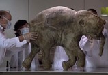 Сцена из фильма Мамонты - гиганты ледникового периода / Mammoths. Giants of the Ace (2014) Мамонты - гиганты ледникового периода сцена 6