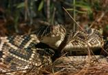 Сцена из фильма National Geographic: Гремучие змеи / King Rattler (1999) National Geographic: Гремучие змеи сцена 1