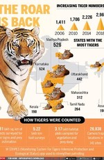 Каждый тигр на счету