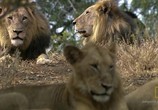 ТВ National Geographic: Армия львов: Битва за выживание / Lion Army. Battle To Survive (2009) - cцена 2