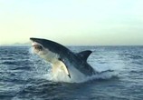 Сцена из фильма BBC: 10 самых опасных акул / BBC: Ten Deadliest Sharks (2001) BBC: 10 самых опасных акул сцена 1