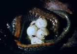 Сцена из фильма BBC: Наедине с природой: Бессмертная саламандра / BBC: The immortal Salamander (2004) BBC: Наедине с природой: Бессмертная саламандра сцена 8