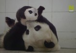 Сцена из фильма Маленькие панды / Panda Babies (2015) Маленькие панды сцена 2