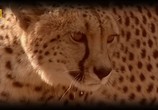ТВ Братья-гепарды / Cheetah Blood Brothers (2007) - cцена 3