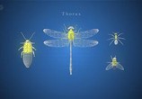 ТВ Вивисекция. Как устроены насекомые / Insect Dissection: How Insects Work (2012) - cцена 2