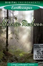 Живые Пейзажи: Калифорнийские секвойи