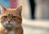Сцена из фильма Уличный кот по кличке Боб / A Street Cat Named Bob (2016) 