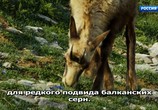 ТВ Дикая природа Греции / Greece - The Wild Side (2019) - cцена 6