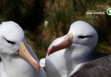 Сцена из фильма Альбатрос и хохлатый пингвин / The Albatross and the Rockhopper Penguin (2018) Альбатрос и хохлатый пингвин сцена 1