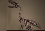 Сцена из фильма Discovery: Гигантские чудовища: Чудовищная птица (Ужасная птица) / Mega Beasts: Terror Bird (2009) Discovery: Гигантские чудовища: Чудовищная птица сцена 1