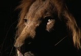 Сцена из фильма Людоеды дикой природы: Львы / Attack! Africa's maneaters - Lions (2001) Людоеды дикой природы: Львы сцена 7