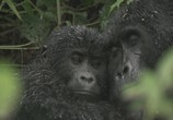 Сцена из фильма BBC: Горная горилла / BBC: Mountain Gorilla (2010) BBC: Горная горилла сцена 3