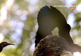 Сцена из фильма Дикие птицы Австралии / Wild Birds of Australia (2016) Дикие птицы Австралии сцена 12