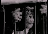 Сцена из фильма Обезьяньи проделки / Monkey Business (1952) Обезьяньи проделки сцена 1