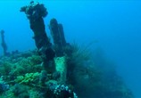 ТВ Коралловый риф - Том 2 / Faszination Korallenriff - Vol.2: Fremde Welten Unter Wasser 3D (2011) - cцена 2