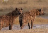 ТВ National Geographic: Самые опасные животные: От пустыни до саванны / World's Deadliest Animals: Deserts to Grassland (2009) - cцена 6