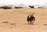 Сцена из фильма Побережье гиен / Hyena coast (2012) Побережье гиен сцена 4