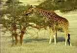 Сцена из фильма BBC: Наедине с природой: Жирафы / BBC: Giraffe the impossible animal (2004) BBC: Наедине с природой: Жирафы сцена 9