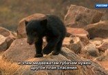 ТВ Знакомьтесь: медведи / Meet the Bears (2019) - cцена 2