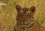 Сцена из фильма National Geographic : Королева тигров / Tiger Queen (2010) National Geographic : Королева тигров сцена 3