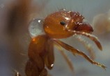 ТВ BBC: Планета муравьёв - Взгляд изнутри / Planet Ant: Life Inside the Colony (2012) - cцена 6