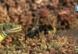 Сцена из фильма Мир насекомых / Insect World (2017) Мир насекомых сцена 12