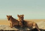 Сцена из фильма Национальный парк Серенгети / Serengeti (2011) Национальный парк Серенгети сцена 3