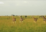 Сцена из фильма Жираф: Африканские гиганты / Giraffe. African Gian (2015) Жираф: Африканские гиганты сцена 1