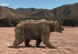 Сцена из фильма National Geographic: Доисторические хищники. Короткомордый медведь / Prehistoric Predators: Short-Faced Bear (2009) National Geographic: Доисторические хищники. Короткомордый медведь сцена 2