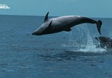 Сцена из фильма Глубоководные киты / Whales of the deep (2017) Глубоководные киты сцена 2