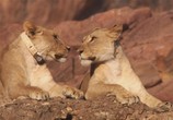 Сцена из фильма BBC: Живой мир (Мир природы): Львы пустыни / Natural World: Desert Lions (2007) BBC: Живой мир (Мир природы): Львы пустыни сцена 4