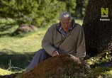 Сцена из фильма Муравьиная гора с Дэвидом Аттенборо / David Attenborough's Ant Mountain (2017) Муравьиная гора с Дэвидом Аттенборо сцена 3
