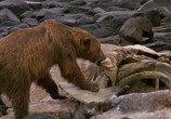 Сцена из фильма BBC: Живой мир (Мир природы): Полярные медведи и гризли / The Natural World. Polar bears & grizzlies - bears on top of the world (2007) 