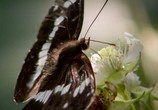 Сцена из фильма BBC: Живой мир. Бабочки / BBC: Natural Wold. Butterflies: A Very British Obsession (2010) 