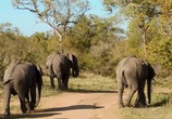 Сцена из фильма Дикая Южная Африка: Большая пятерка / Wildlife South Africa: Big Five (2012) Дикая Южная Африка: Большая пятерка сцена 1