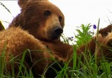 Сцена из фильма BBC: Медведь: Шпион леса / BBC: Bears: Spy in the Woods (2004) 