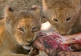 Сцена из фильма Людоеды дикой природы: Львы / Attack! Africa's maneaters - Lions (2001) Людоеды дикой природы: Львы сцена 4