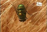 Сцена из фильма Эти кошмарные насекомые / Insects from Hell (2004) Эти кошмарные насекомые сцена 1