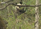 Сцена из фильма National Geographic: Гигантская панда (Панды на свободе) / Giant Panda (Pandas in the Wild) (2009) National Geographic: Гигантская панда (Панды на свободе) сцена 2