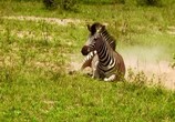 Сцена из фильма Wildlife South Africa: Safar / Тайны планеты Земля. Дикая Южная Африка. Сафари (2012) Wildlife South Africa: Safar сцена 1