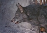 Сцена из фильма Никки, дикий пес севера / Nikki, Wild Dog of the North (1961) Никки, дикий пес севера сцена 11