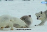 Сцена из фильма BBC. Снежные медведи / Snow Bears (2017) BBC. Снежные медведи сцена 6