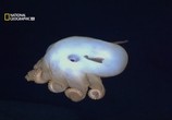 ТВ В Поисках гигантского осьминога / Search for the Giant Octopus (2009) - cцена 9