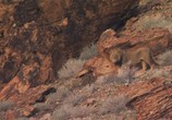 Сцена из фильма BBC: Живой мир (Мир природы): Львы пустыни / Natural World: Desert Lions (2007) BBC: Живой мир (Мир природы): Львы пустыни сцена 7