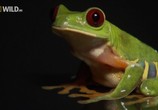 ТВ National Geographic: Лягушки на грани исчезновения / Frogs The Thin Green Line (2009) - cцена 4
